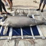 Decomposed dugong found in Phuket likely died of natural causes
