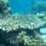 Phi Phi Islands reopen snorkelling and diving after coral recovery | Thaiger
