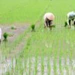 Thai rice exports drop 30% as Vietnam overtakes in global market