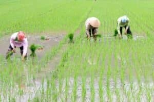 Thai rice exports drop 30% as Vietnam overtakes in global market