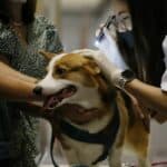 Bangkok’s new law: Register and microchip pets by January 2026 | Thaiger