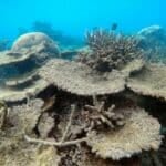 Thai coral recovery: over 60% of bleached reefs saved