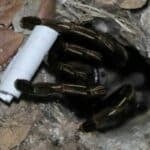 Mysterious spider predicts lottery numbers in Ang Thong