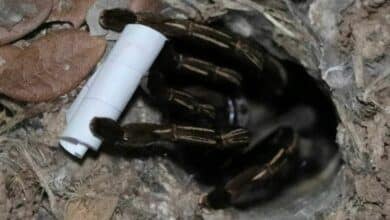 Mysterious spider predicts lottery numbers in Ang Thong