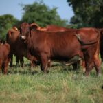 Moo-ving madness: Thai farmers in a flap over US beef plan