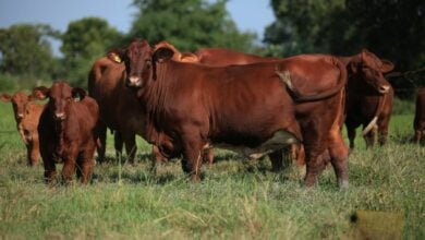 Moo-ving madness: Thai farmers in a flap over US beef plan