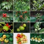 Phuket’s buffalo orange gets GI push to juice up global fame