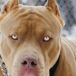 Rescued pit bull mauls Thai woman who gave dog second chance | Thaiger