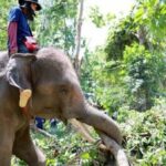 Rescue elephants aid storm recovery in Chiang Mai | Thaiger