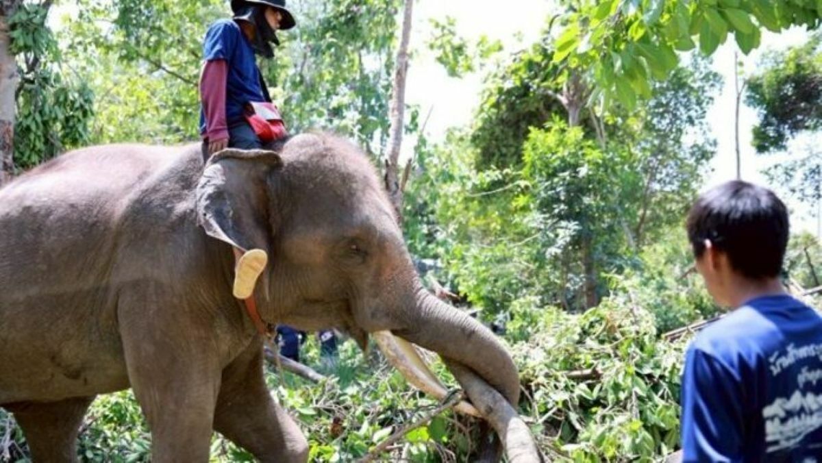 Rescue elephants aid storm recovery in Chiang Mai