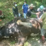 Poachers kill two wild gaurs in Nakhon Ratchasima | Thaiger