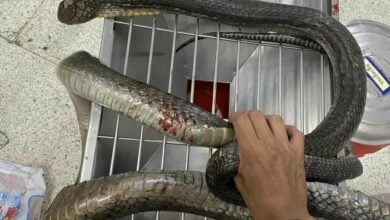 Hiss and hers: Woman brings dead king cobra to hospital after bite