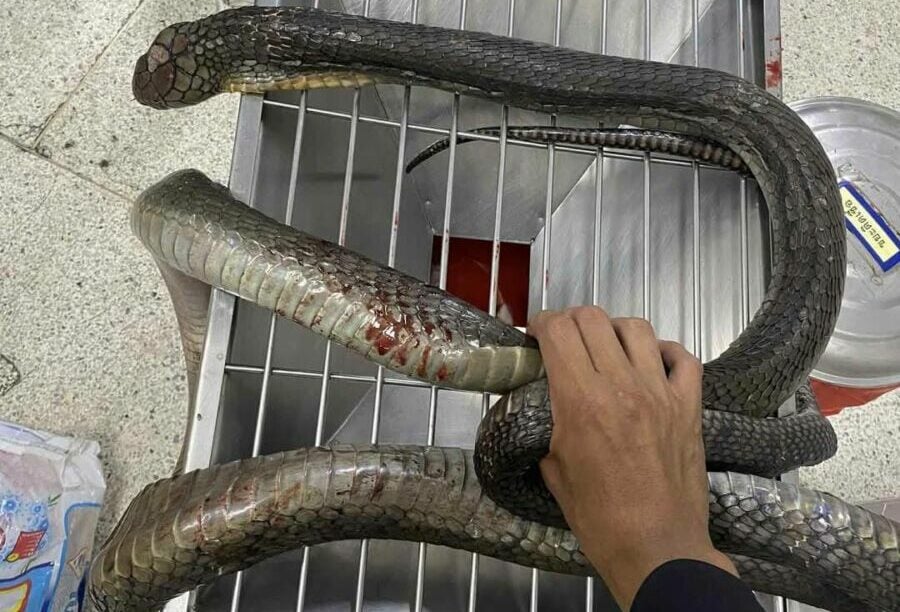Hiss and hers: Woman brings dead king cobra to hospital after bite