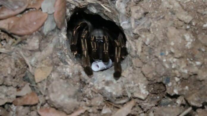 Mysterious spider predicts lottery numbers in Ang Thong | News by Thaiger