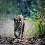 Stripe a pose: Tigress and cubs’ rare jungle photoshoot steals the show