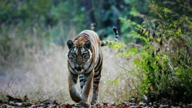 Stripe a pose: Tigress and cubs’ rare jungle photoshoot steals the show