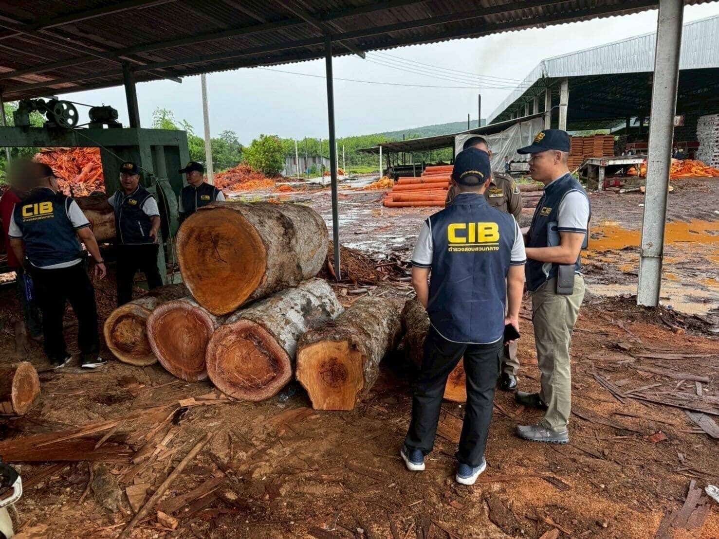 Police raid illegal sawmill linked to Chinese operators in Phitsanulok | News by Thaiger