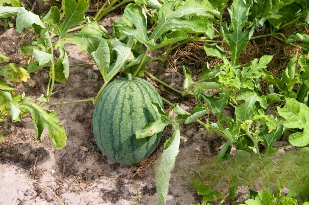Southern Thai watermelon gets GI boost in sweet victory | News by Thaiger