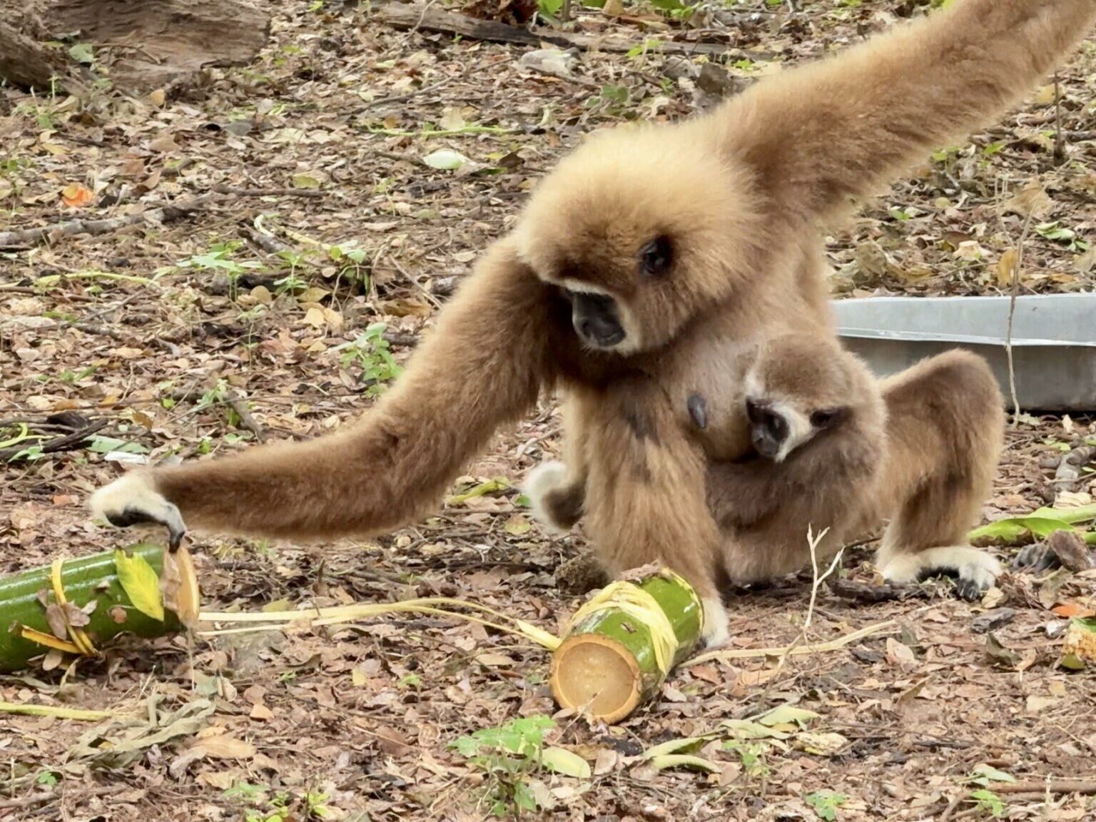 Pattaya zoo rolls out ice treats to beat the heat | News by Thaiger