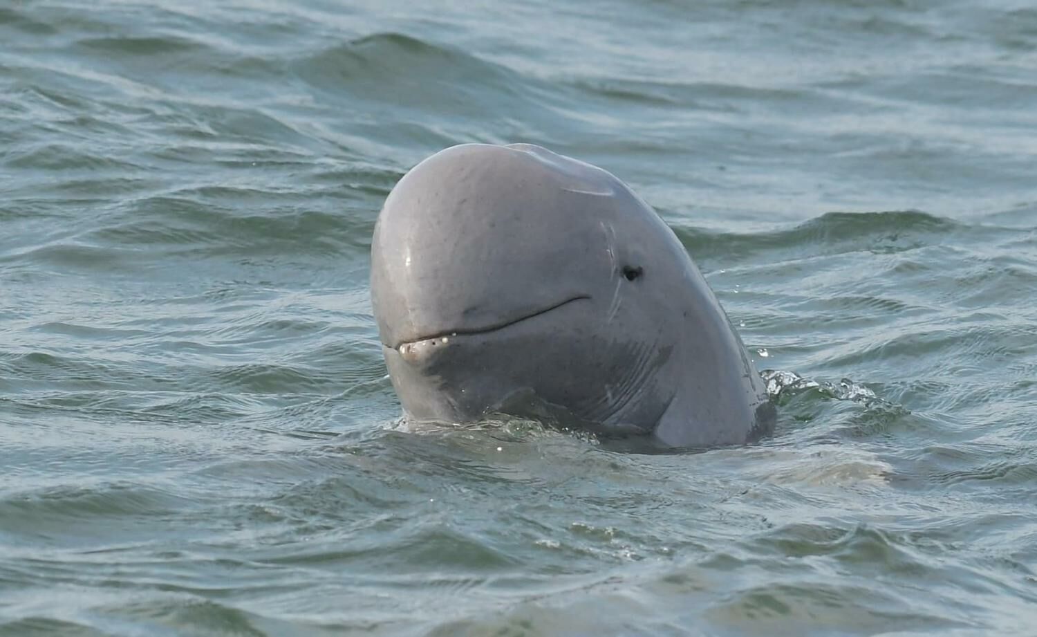 17 Irrawaddy dolphins left in Songkhla Lake amid extinction crisis | News by Thaiger