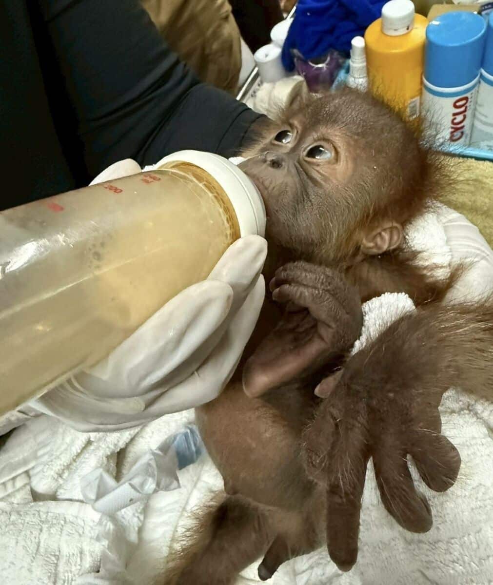 Wildlife sting: Baby orangutans rescued in Bangkok trafficking bust | News by Thaiger