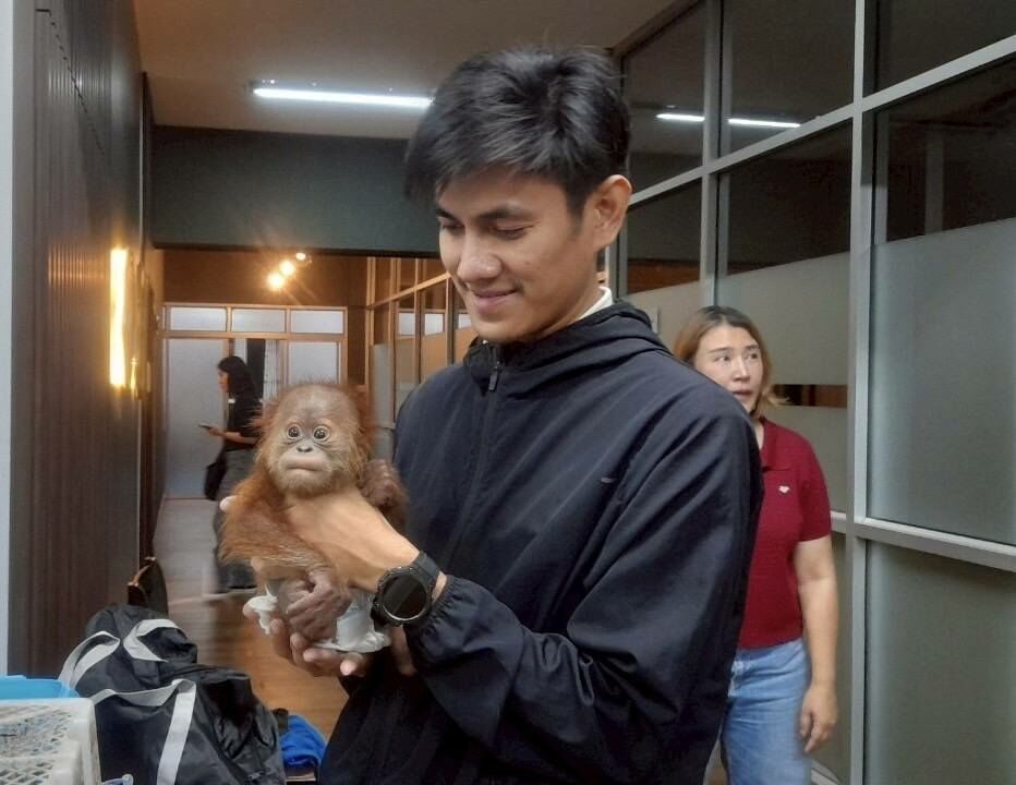 Wildlife sting: Baby orangutans rescued in Bangkok trafficking bust | News by Thaiger