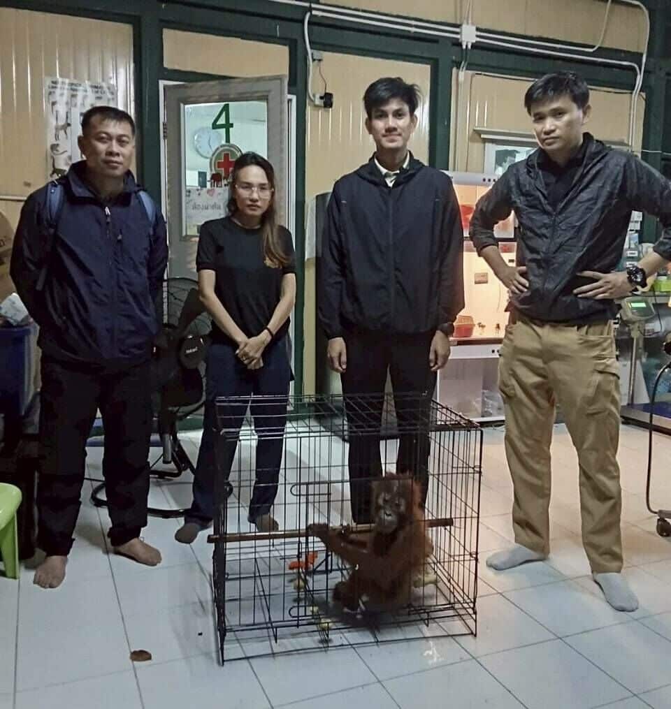 Wildlife sting: Baby orangutans rescued in Bangkok trafficking bust | News by Thaiger