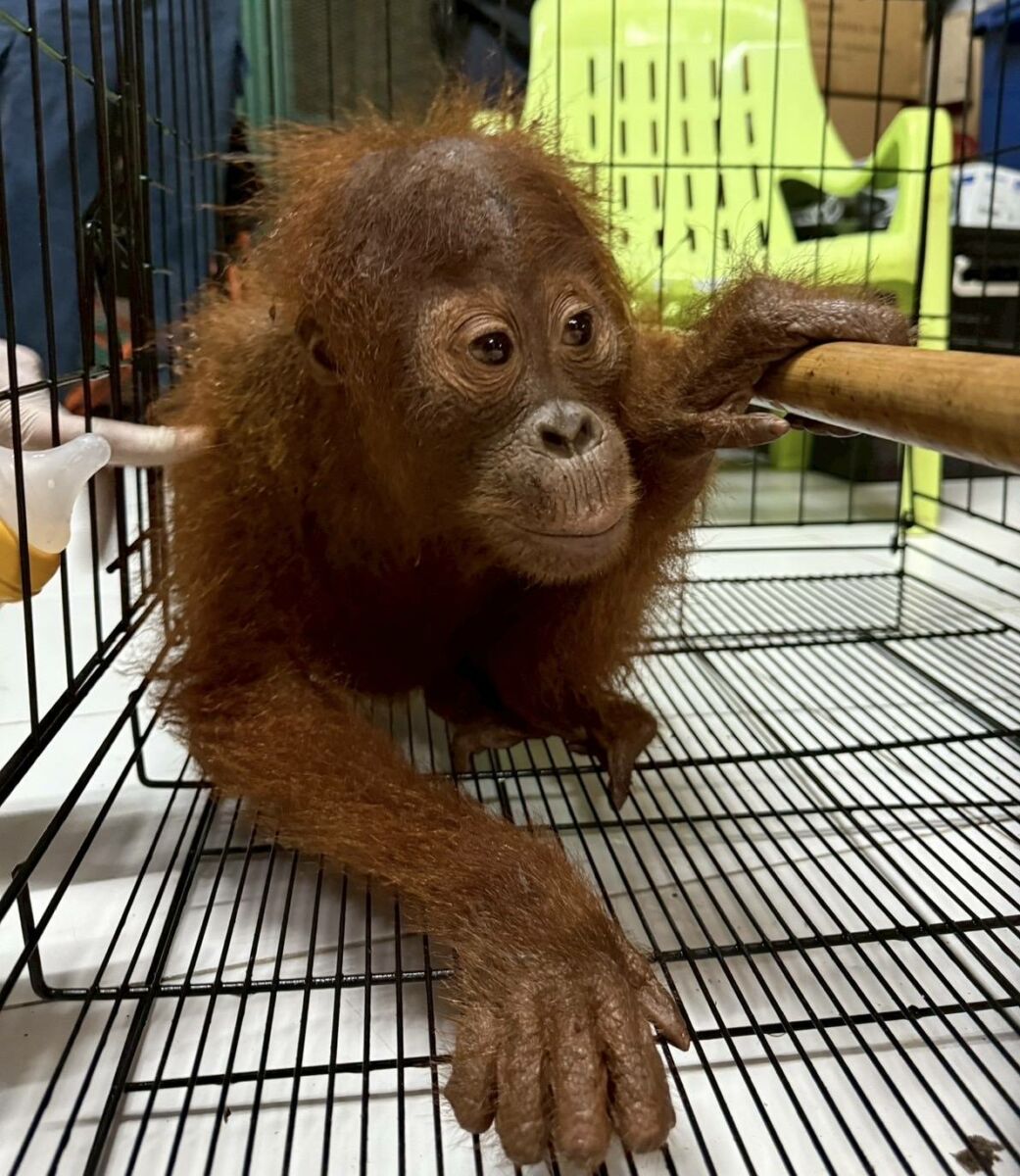 Wildlife sting: Baby orangutans rescued in Bangkok trafficking bust | News by Thaiger