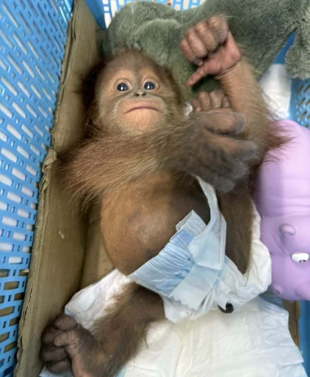 Wildlife sting: Baby orangutans rescued in Bangkok trafficking bust | News by Thaiger