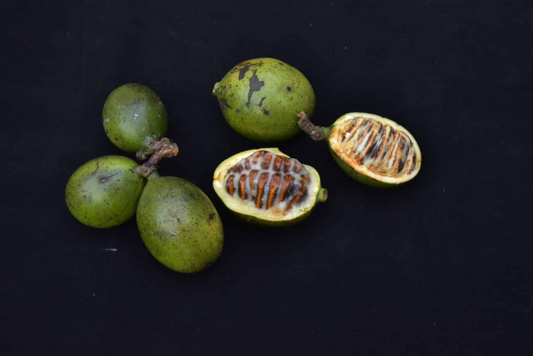 New endangered tree species discovered in South Thailand | News by Thaiger