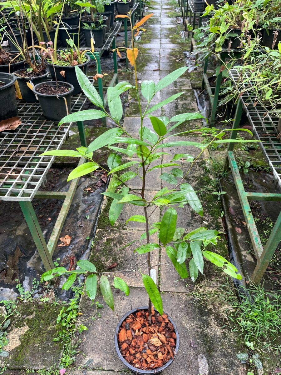 New endangered tree species discovered in South Thailand | News by Thaiger