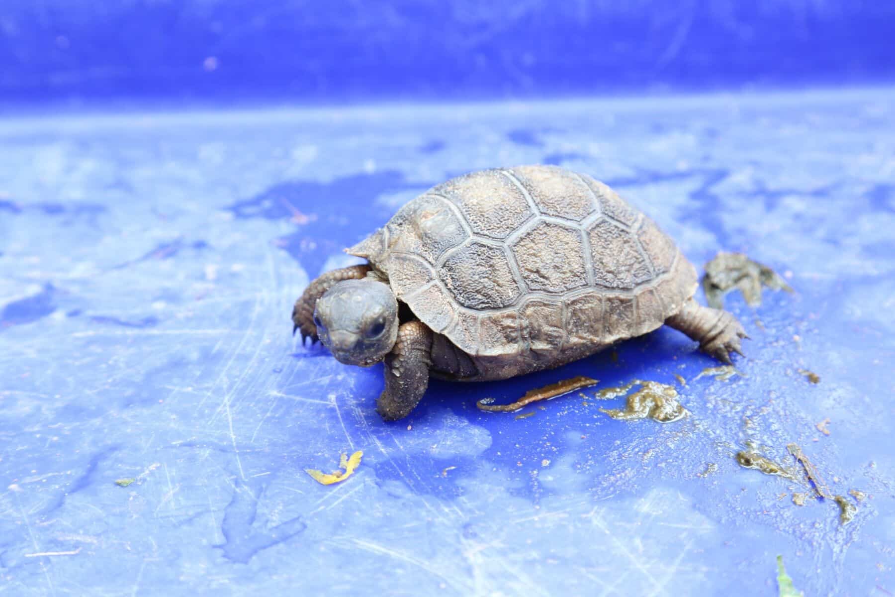 Shell-ebration time: Korat Zoo hatches giant tortoises | News by Thaiger