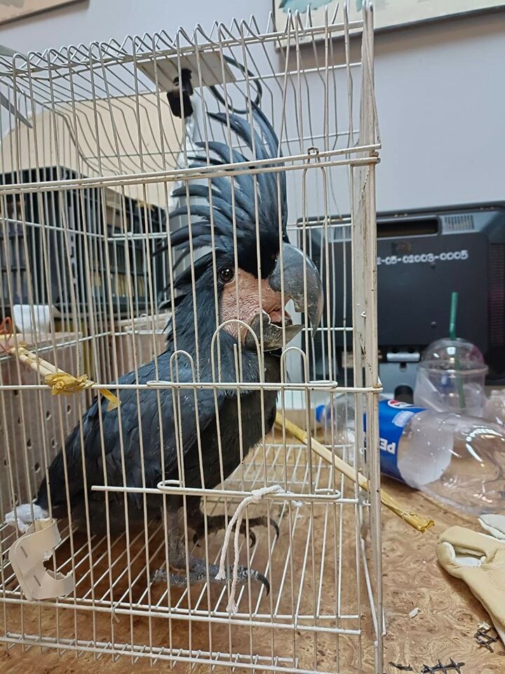 27 animals seized, 2 arrested in Bangkok airport wildlife sting | News by Thaiger