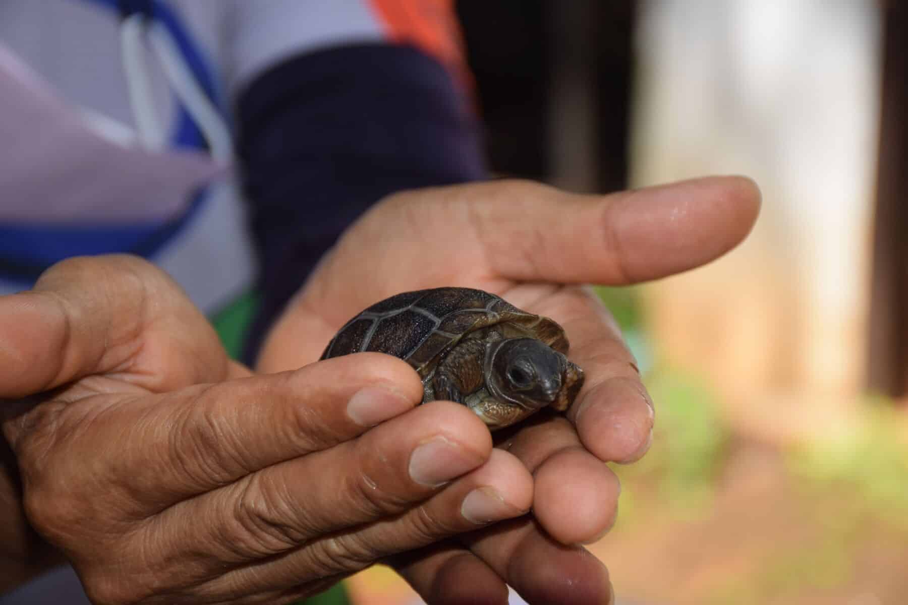 Shell-ebration time: Korat Zoo hatches giant tortoises | News by Thaiger