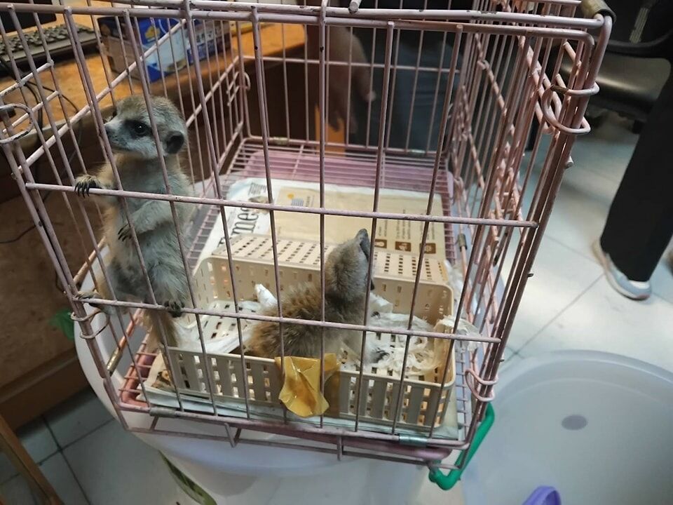 27 animals seized, 2 arrested in Bangkok airport wildlife sting | News by Thaiger