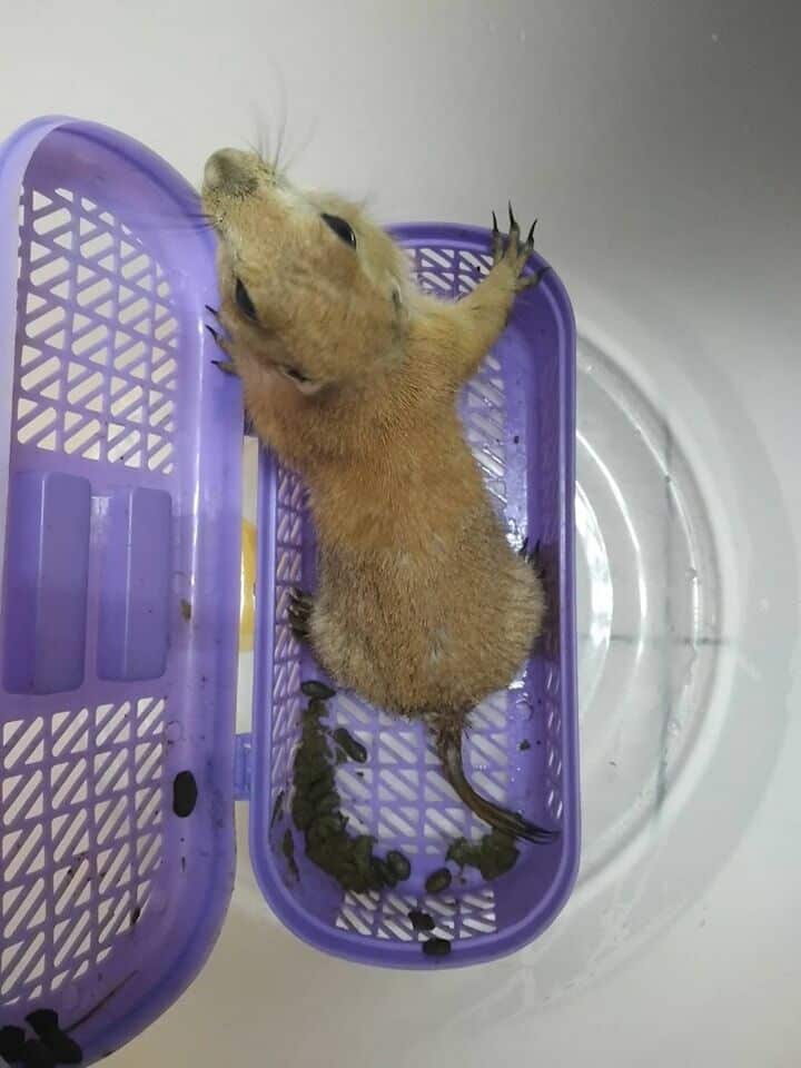 27 animals seized, 2 arrested in Bangkok airport wildlife sting | News by Thaiger