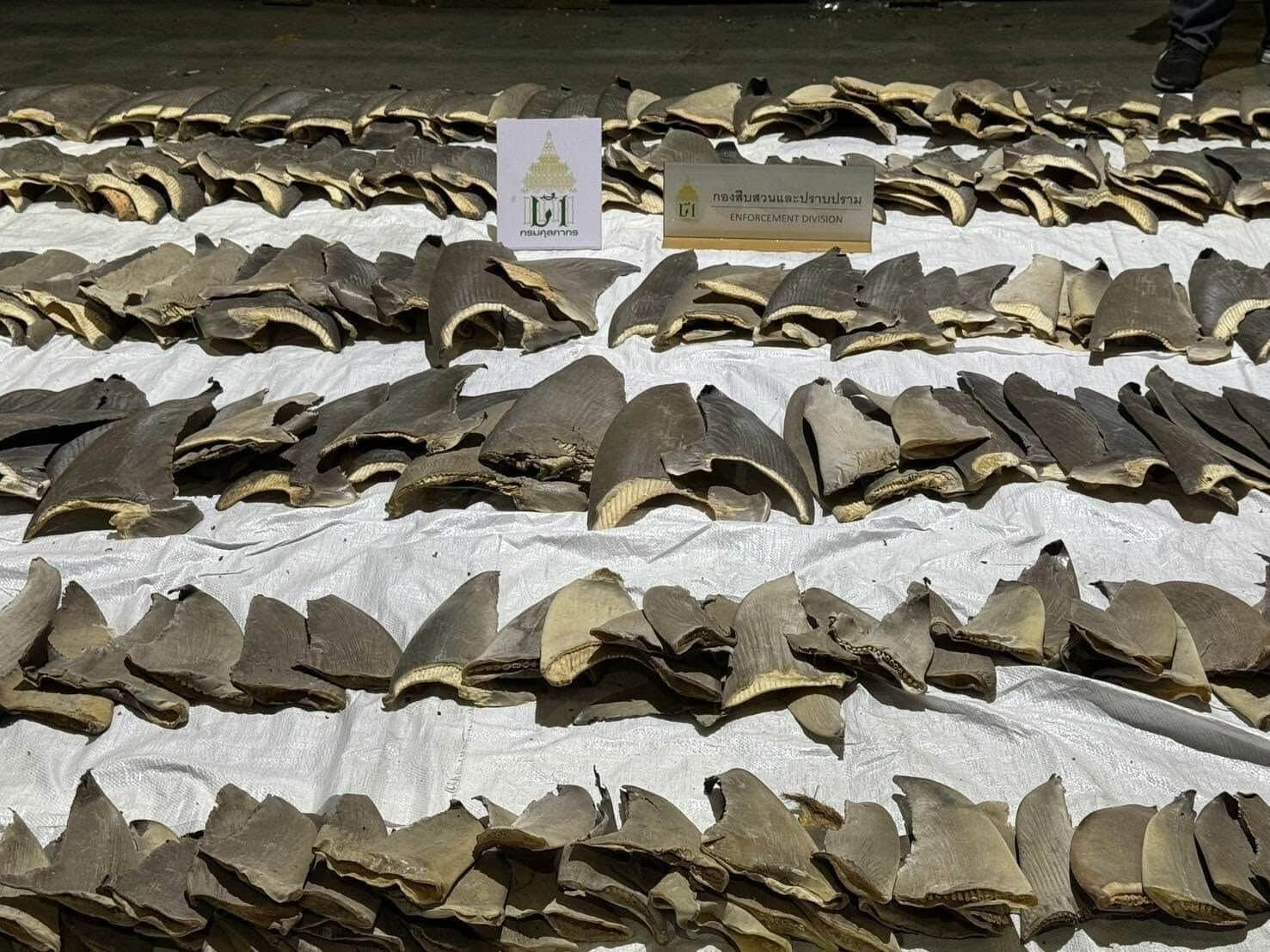 400 shark fins seized in major smuggling bust at Bangkok airport | News by Thaiger