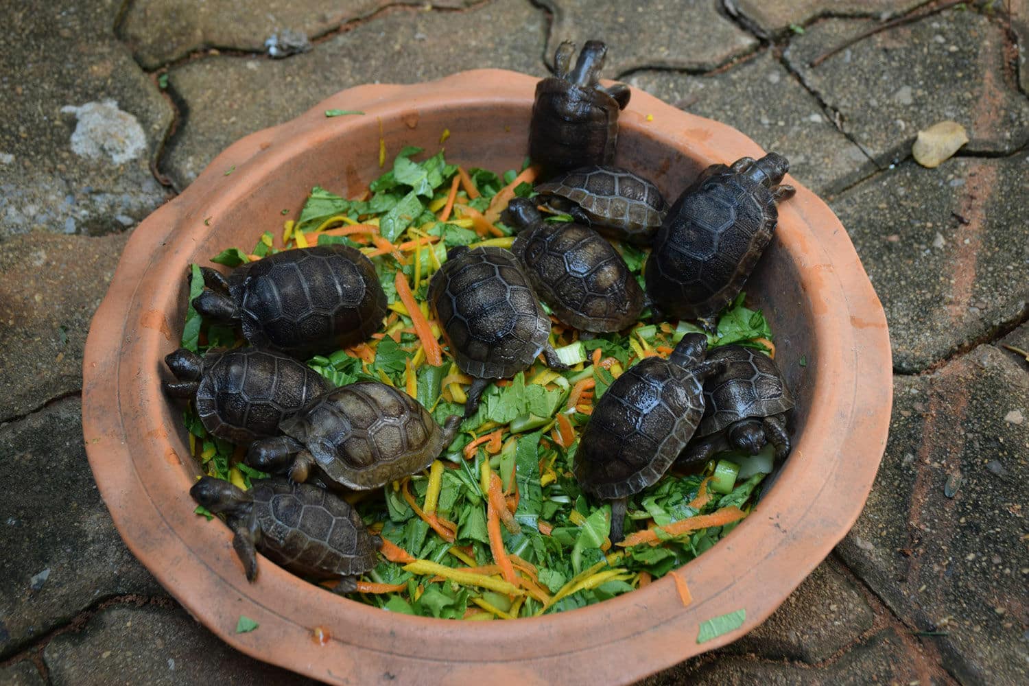 Shell-ebration time: Korat Zoo hatches giant tortoises | News by Thaiger