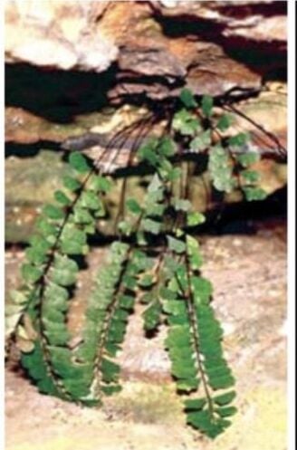 New plant species discovered at Phu Kradueng National Park | News by Thaiger