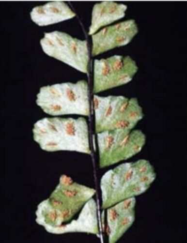 New plant species discovered at Phu Kradueng National Park | News by Thaiger