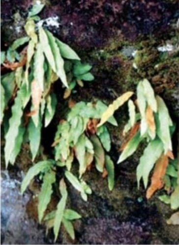 New plant species discovered at Phu Kradueng National Park | News by Thaiger