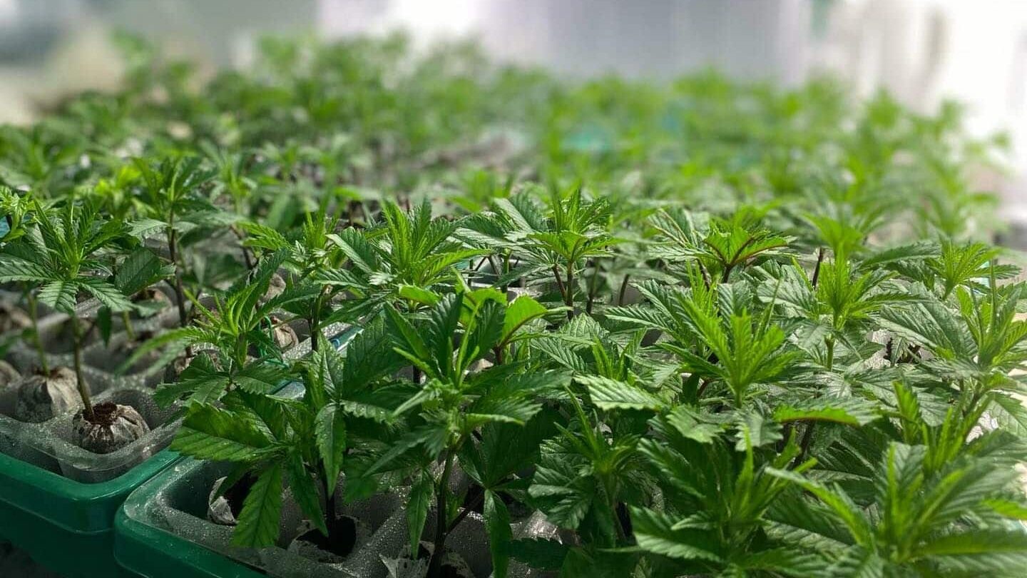 The plants growing healthily at Cannazon Farm, a cannabis farm and weed dispensary in Krabi