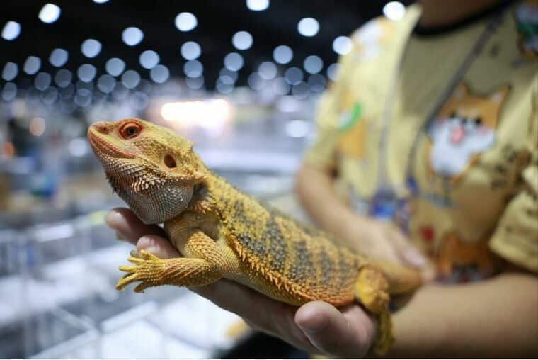 Pet Expo 2025 goes wild with stars, snakes and shopping galore (video) | News by Thaiger