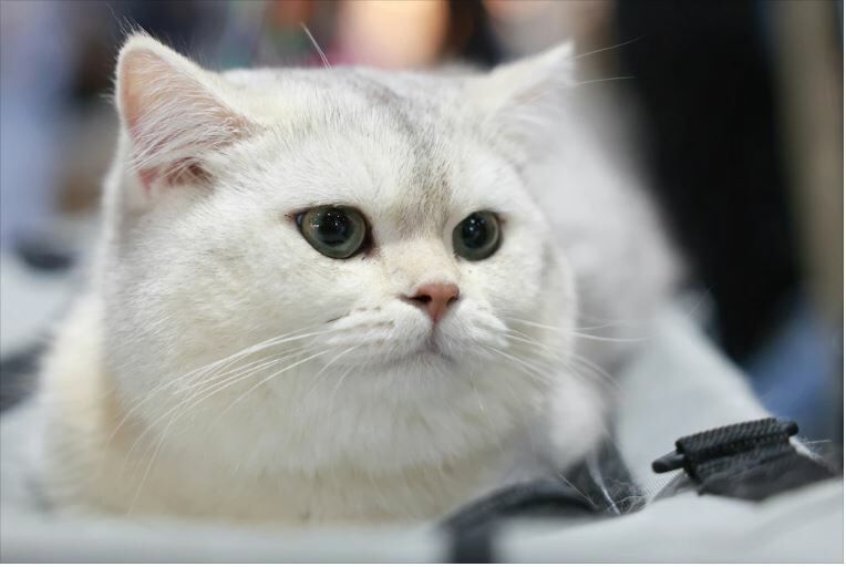 Pet Expo 2025 goes wild with stars, snakes and shopping galore (video) | News by Thaiger
