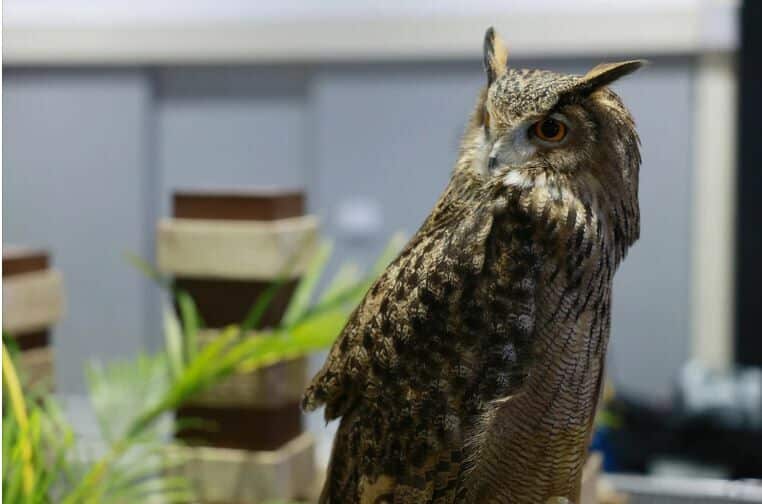 Pet Expo 2025 goes wild with stars, snakes and shopping galore (video) | News by Thaiger