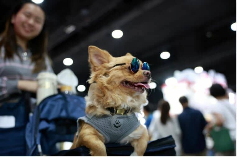 Pet Expo 2025 goes wild with stars, snakes and shopping galore (video) | News by Thaiger