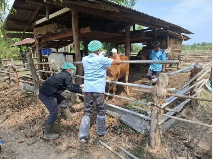 No new anthrax infections found in Thailand's Mukdahan province | News by Thaiger