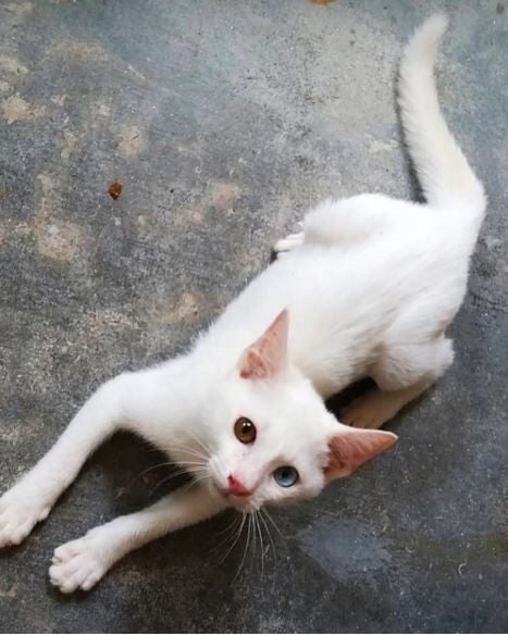 Paws and effect: New Bangkok law to shake up pet ownership rules | News by Thaiger