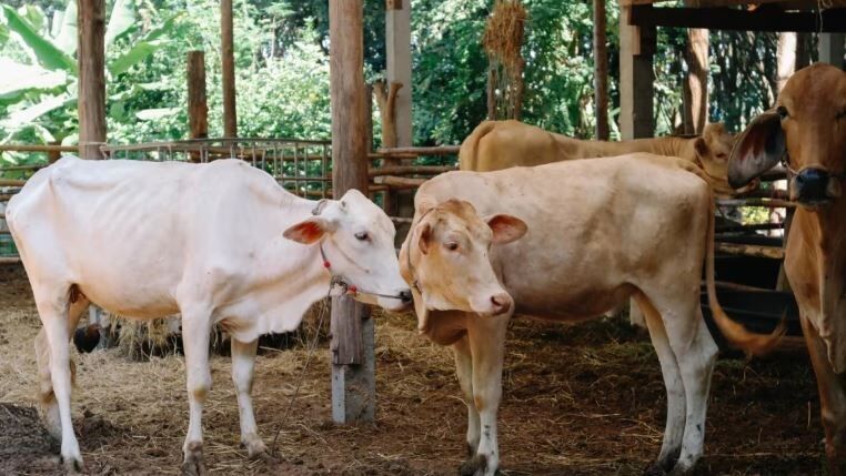 Cambodia, Laos ban Thai livestock over anthrax fears | News by Thaiger