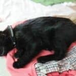 Pet cat shot with airsoft gun by neighbour amid noise dispute